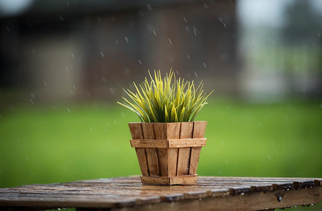Plant in a wooden pot – watering based on soil moisture